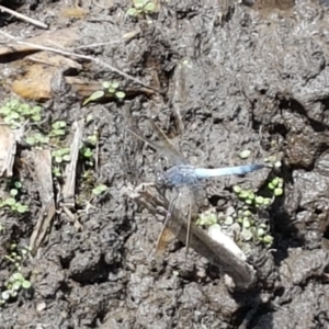 Orthetrum caledonicum at Holt, ACT - 12 Jan 2021