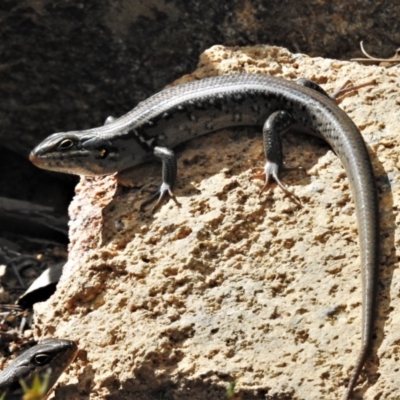 Liopholis whitii (White's Skink) at Cotter River, ACT - 12 Jan 2021 by JohnBundock