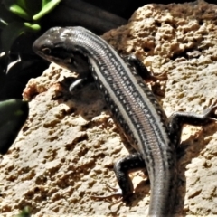 Liopholis whitii at Cotter River, ACT - 12 Jan 2021