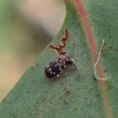Ptinus sp. (genus) (Ptinid beetle) at Aranda Bushland - 11 Jan 2021 by CathB