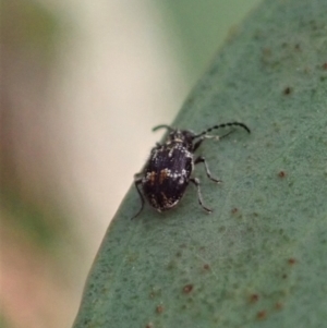 Ptinus sp. (genus) at Aranda, ACT - 12 Jan 2021