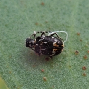 Ptinus sp. (genus) at Aranda, ACT - 12 Jan 2021 08:00 AM