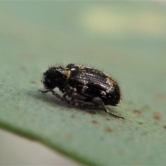 Ptinus sp. (genus) at Aranda, ACT - 12 Jan 2021 08:00 AM