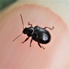 Rhyparida halticoides (Leaf beetle) at Aranda Bushland - 11 Jan 2021 by CathB