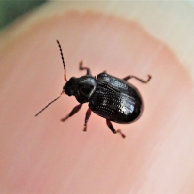 Rhyparida halticoides (Leaf beetle) at Aranda, ACT - 11 Jan 2021 by CathB