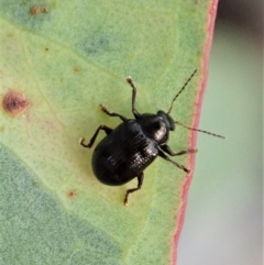 Rhyparida halticoides at Aranda, ACT - 12 Jan 2021