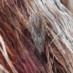 Stenocotis depressa (Leafhopper) at Aranda, ACT - 12 Jan 2021 by CathB