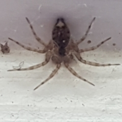 Oecobius sp. (genus) (Midget house spider) at Holt, ACT - 12 Jan 2021 by trevorpreston