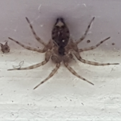Oecobius sp. (genus) (Wall spider) at Holt, ACT - 12 Jan 2021 by trevorpreston