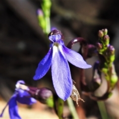 Lobelia browniana at Brindabella, NSW - 12 Jan 2021 by JohnBundock