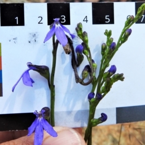 Lobelia browniana at Brindabella, NSW - 12 Jan 2021 10:14 AM