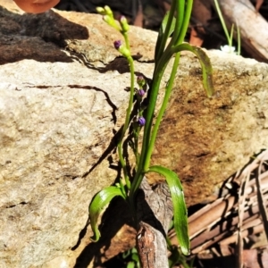 Lobelia browniana at Brindabella, NSW - 12 Jan 2021 10:14 AM