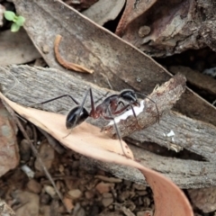 Camponotus intrepidus (Flumed Sugar Ant) at Aranda, ACT - 11 Jan 2021 by CathB
