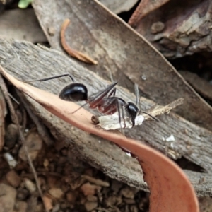 Camponotus intrepidus at Aranda, ACT - 12 Jan 2021