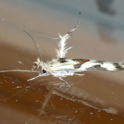 Stathmopoda melanochra (An Oecophorid moth (Eriococcus caterpillar)) at Ainslie, ACT - 10 Jan 2021 by jbromilow50