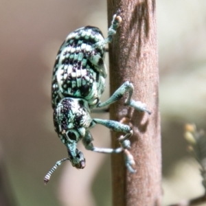 Chrysolopus spectabilis at Paddys River, ACT - 11 Jan 2021