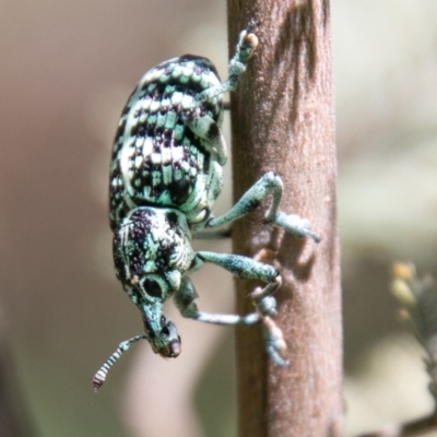 Chrysolopus spectabilis (Botany Bay Weevil) at Paddys River, ACT - 11 Jan 2021 by SWishart