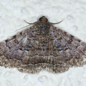 Diatenes aglossoides at Ainslie, ACT - 10 Jan 2021