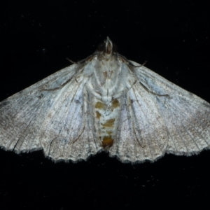 Diatenes aglossoides at Ainslie, ACT - 10 Jan 2021 11:28 PM