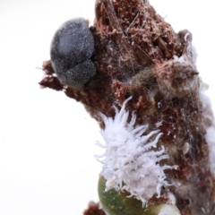 Cryptolaemus montrouzieri (Mealybug ladybird) at Dryandra St Woodland - 11 Jan 2021 by ConBoekel