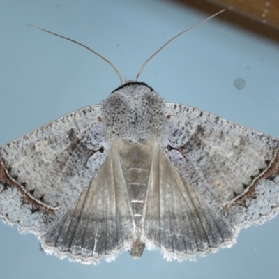 Pantydia sparsa (Noctuid Moth) at Ainslie, ACT - 10 Jan 2021 by jbromilow50