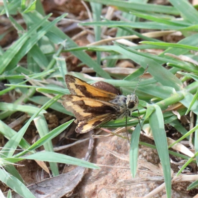 Ocybadistes walkeri (Green Grass-dart) at Dryandra St Woodland - 11 Jan 2021 by ConBoekel