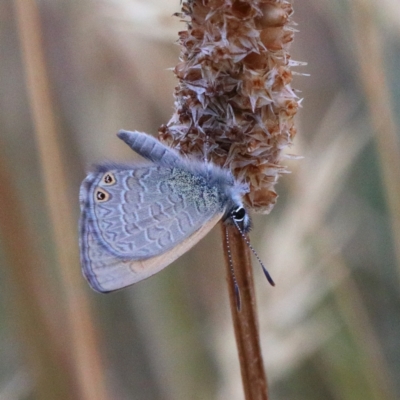 Nacaduba biocellata (Two-spotted Line-Blue) at Dryandra St Woodland - 11 Jan 2021 by ConBoekel