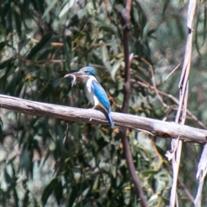 Todiramphus sanctus at Paddys River, ACT - 11 Jan 2021