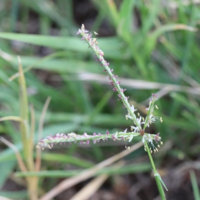 Cynodon dactylon (Couch Grass) at O'Connor, ACT - 11 Jan 2021 by ConBoekel