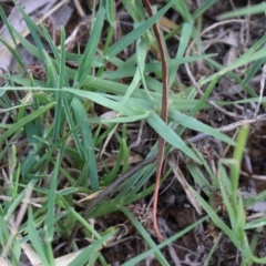 Cynodon dactylon at O'Connor, ACT - 12 Jan 2021 08:18 AM