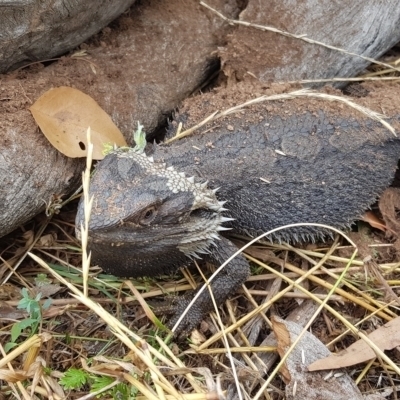 Pogona barbata (Eastern Bearded Dragon) at Mount Majura - 4 Jan 2021 by MAX