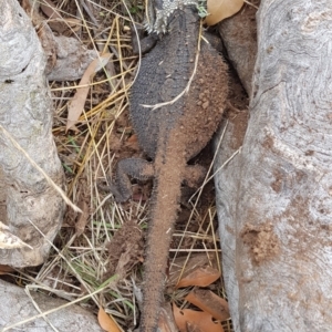 Pogona barbata at Watson, ACT - 4 Jan 2021