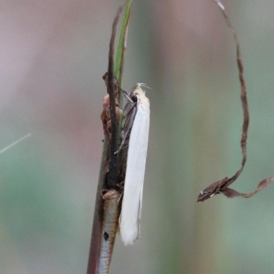 Scieropepla polyxesta (A Gelechioid moth (Xyloryctidae)) at Dryandra St Woodland - 11 Jan 2021 by ConBoekel