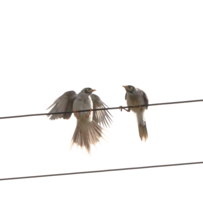 Manorina melanocephala (Noisy Miner) at Dryandra St Woodland - 11 Jan 2021 by ConBoekel