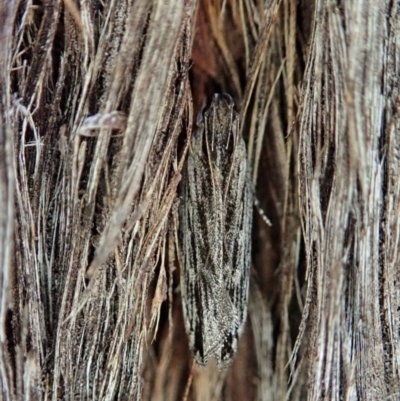 Ardozyga phloeodes (A Gelechioid moth) at Holt, ACT - 12 Jan 2021 by CathB