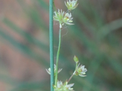 Juncus (genus) (A Rush) at O'Connor, ACT - 12 Jan 2021 by ConBoekel