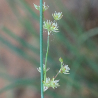 Juncus remotiflorus (A Rush) at Dryandra St Woodland - 11 Jan 2021 by ConBoekel