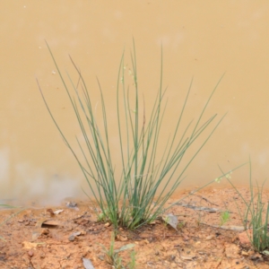 Juncus sp. at O'Connor, ACT - 12 Jan 2021 09:23 AM