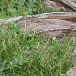 Xanthium spinosum at Jones Creek, NSW - 18 May 2014 05:47 AM