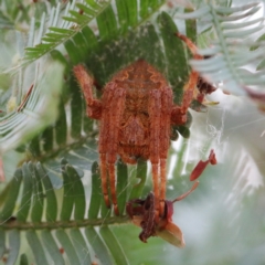 Araneinae (subfamily) (Orb weaver) at Dryandra St Woodland - 11 Jan 2021 by ConBoekel