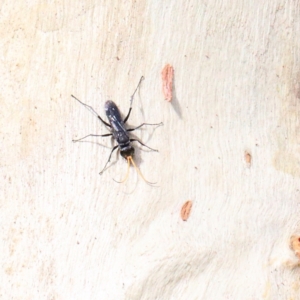 Fabriogenia sp. (genus) at O'Connor, ACT - 12 Jan 2021