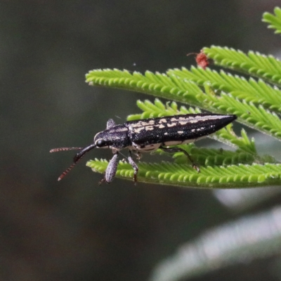 Rhinotia sp. (genus) (Unidentified Rhinotia weevil) at Dryandra St Woodland - 11 Jan 2021 by ConBoekel