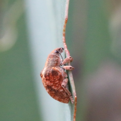 Gonipterus sp. (genus) (Eucalyptus Weevil) at Acton, ACT - 12 Jan 2021 by ConBoekel