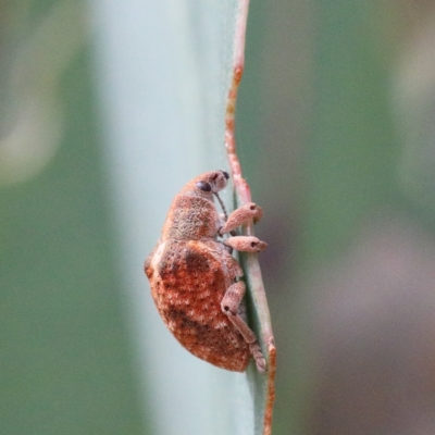 Gonipterus sp. (genus) (Eucalyptus Weevil) at Acton, ACT - 11 Jan 2021 by ConBoekel