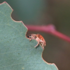 Gonipterus sp. (genus) at Acton, ACT - 12 Jan 2021