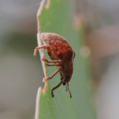 Gonipterus sp. (genus) at Acton, ACT - 12 Jan 2021