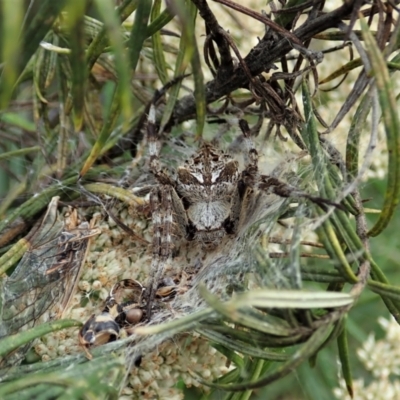 Backobourkia sp. (genus) (An orb weaver) at Holt, ACT - 11 Jan 2021 by CathB