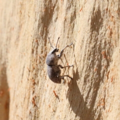 Polyphrades paganus (A weevil) at Caladenia Forest, O'Connor - 11 Jan 2021 by ConBoekel