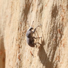 Polyphrades paganus (A weevil) at O'Connor, ACT - 12 Jan 2021 by ConBoekel