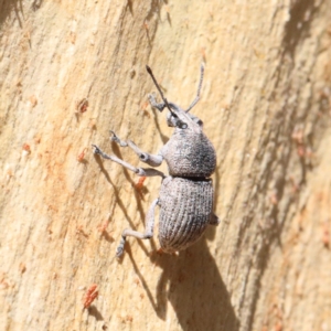 Polyphrades paganus at O'Connor, ACT - 12 Jan 2021